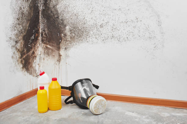 Best Mold Testing  in Toccoa, GA