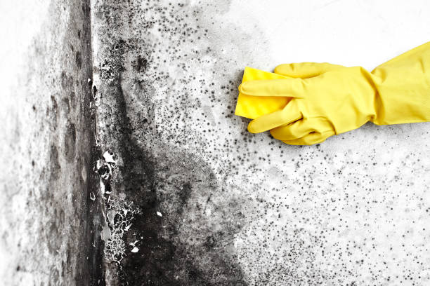 Best Crawl Space Mold Removal  in Toccoa, GA