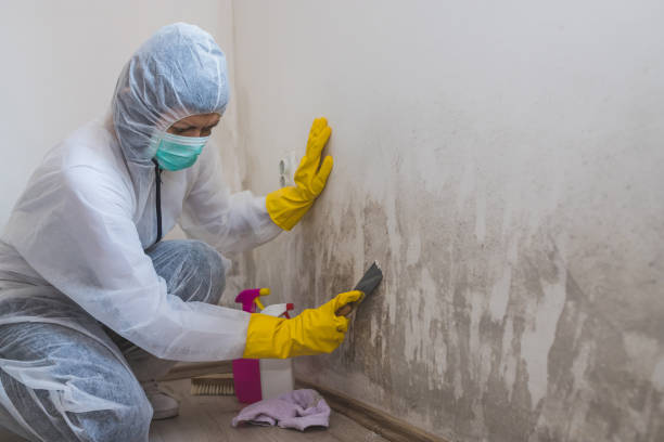 Best Residential Mold Removal  in Toccoa, GA