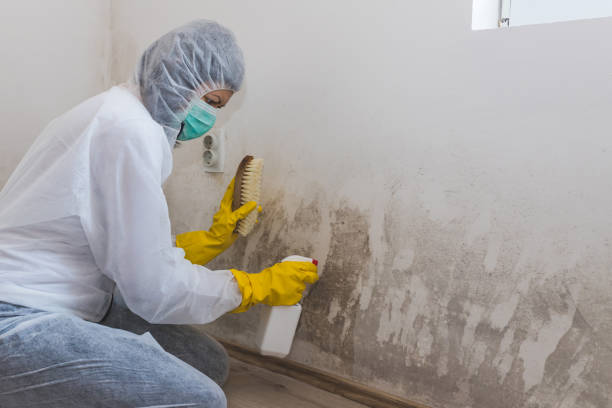 Best Certified Mold Removal  in Toccoa, GA