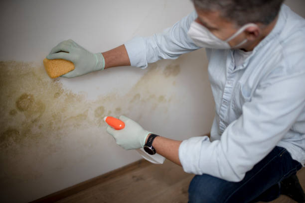 Best Mold Remediation Experts  in Toccoa, GA