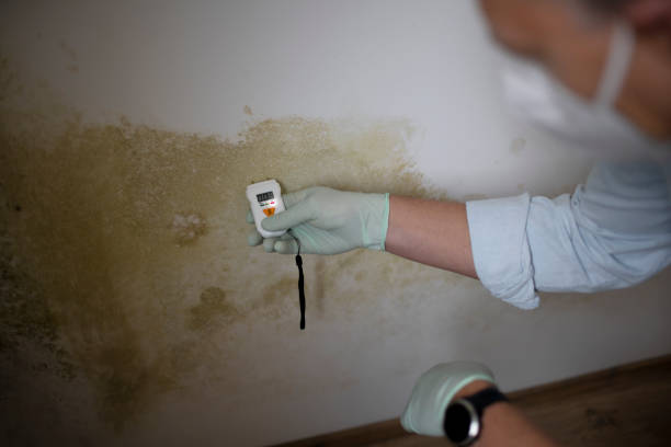 Best Toxic Mold Removal  in Toccoa, GA