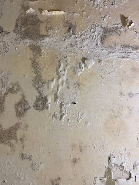  Toccoa, GA Mold Removal Pros