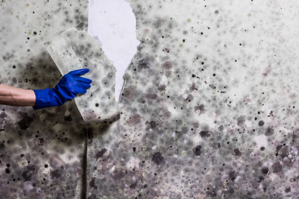 Best Professional Mold Removal  in Toccoa, GA