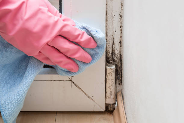 Best Mold Damage Repair  in Toccoa, GA