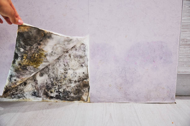 Best Mold Cleaning Services  in Toccoa, GA